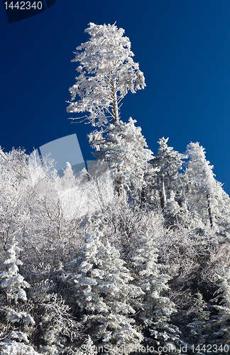Image of Pine trees covered in snow on skyline