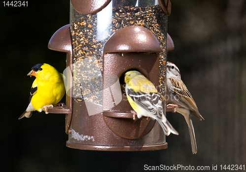 Image of Goldfinch eating from  bird feeder