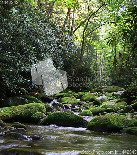 Image of Rural River with Mossy Rocks