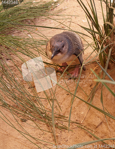 Image of Penguin in sand at Victor Harbor