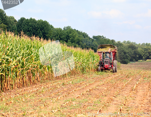 Image of Rows of corn ready for harvest