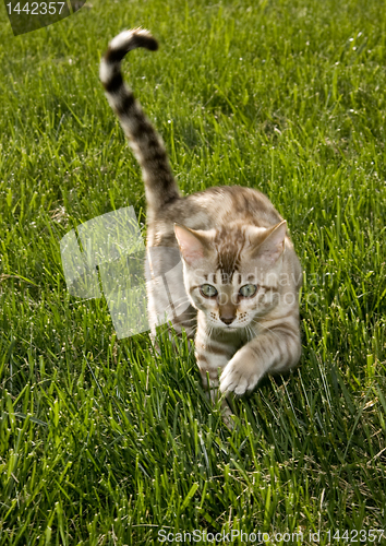 Image of Bengal kitten creeping to camera