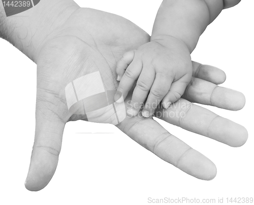 Image of adult hand holding a baby hand closeup, black and white 