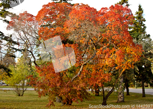 Image of Autumn in Regina