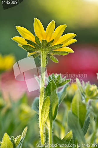 Image of Beautiful yellow daisy