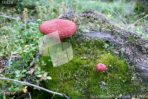 Image of red mushrooms