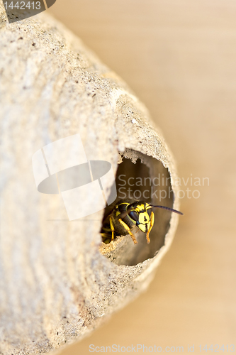 Image of A bee looking out by the doorway of its hive