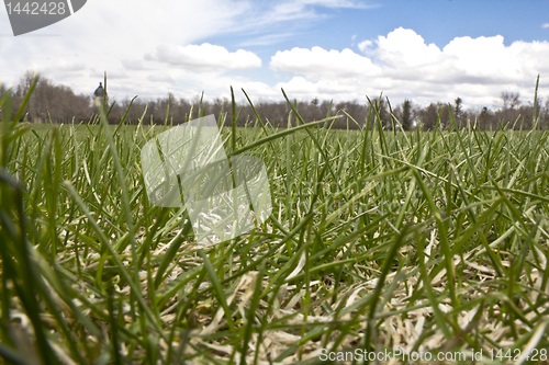 Image of The green lawn from below