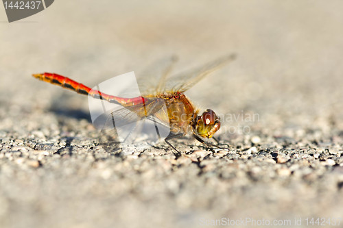 Image of Staring dragonfly