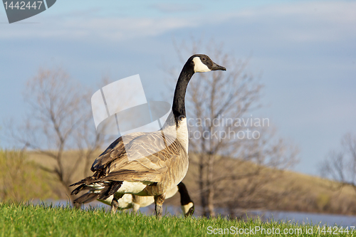 Image of Canada goose looking up for signs of danger