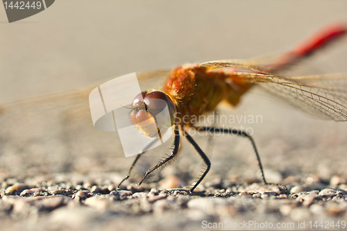 Image of Smiling dragonfly
