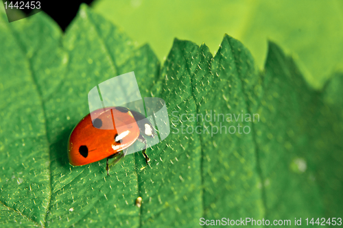 Image of Ladybird on a leaf