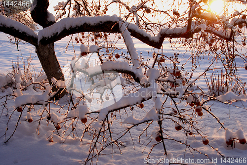 Image of Early winter garden. 