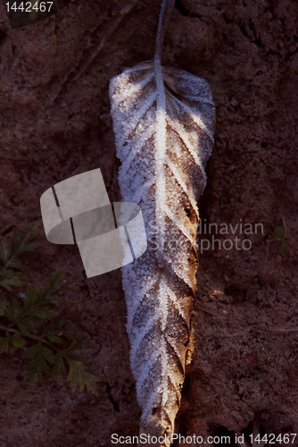 Image of Frozen leaf 