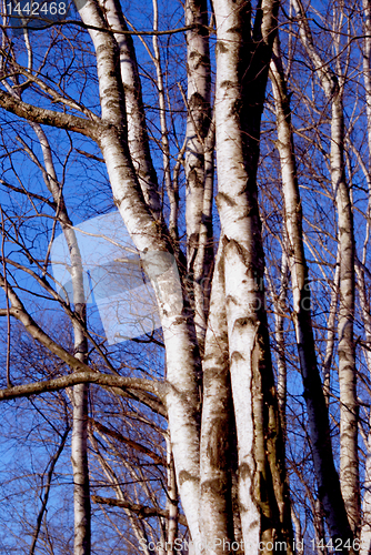 Image of Birch trunks 