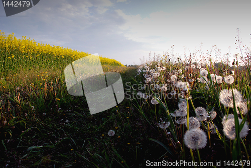 Image of Unflorated dandelions and yellow rapeseed field.
