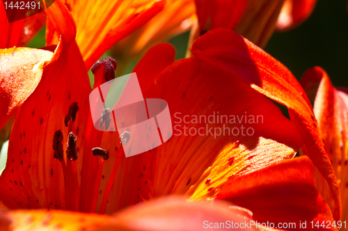 Image of Petal Pistil and Stem