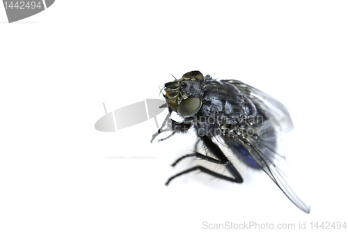 Image of The fly