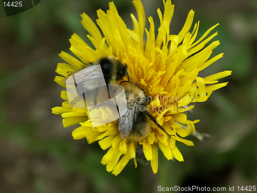 Image of yellow flower and bee