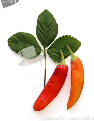 Image of Two Hot Peppers