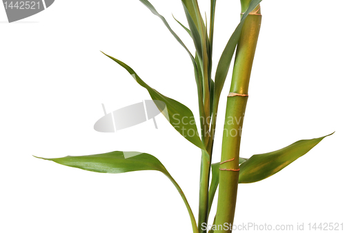 Image of Clouse up of Bamboo and Leaves