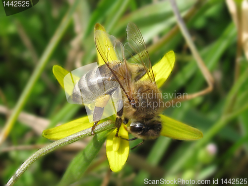 Image of bee on flower