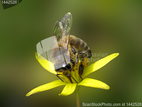 Image of bee on flower
