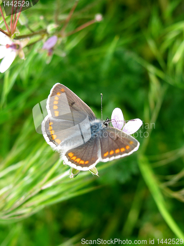 Image of butterfly in grass