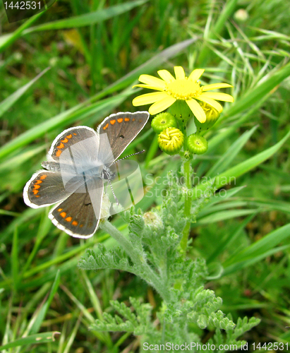 Image of butterfly on a flower   