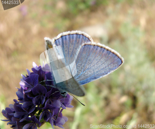 Image of blue butterfly 