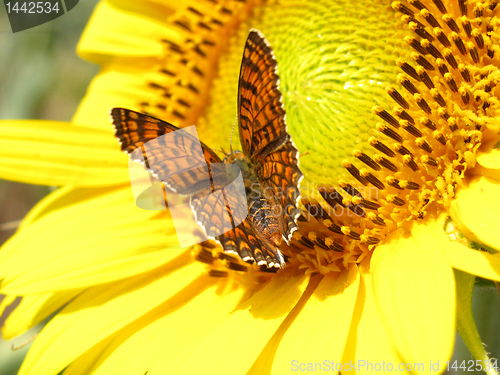 Image of butterfly on sunflower