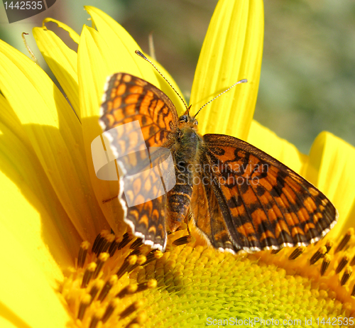 Image of butterfly (Heath Fritillary)