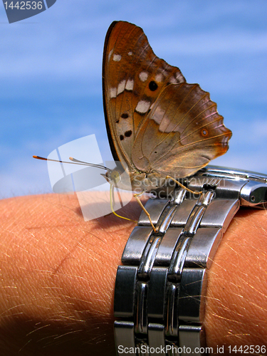 Image of butterfly on a watch