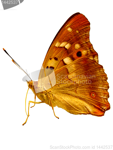 Image of  golden butterfly