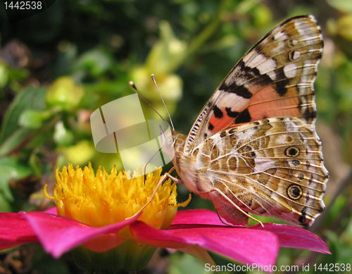 Image of butterfly (Painted Lady) 