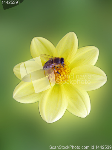 Image of  bee on flower