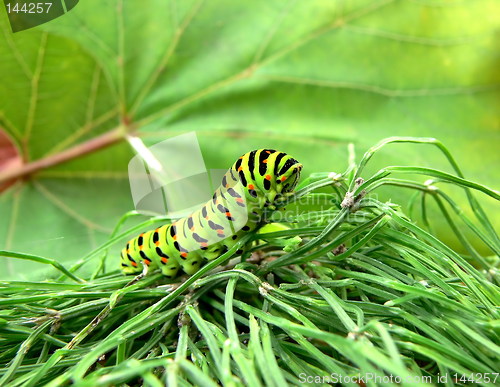 Image of Caterpillar