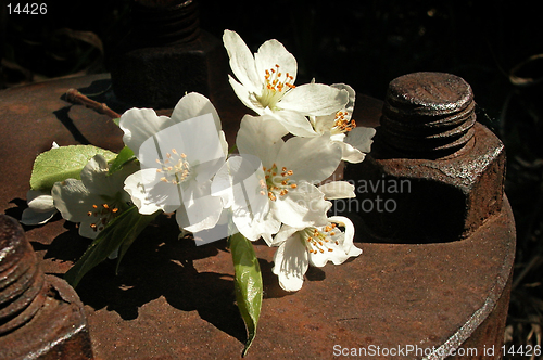 Image of rust bolt and flower