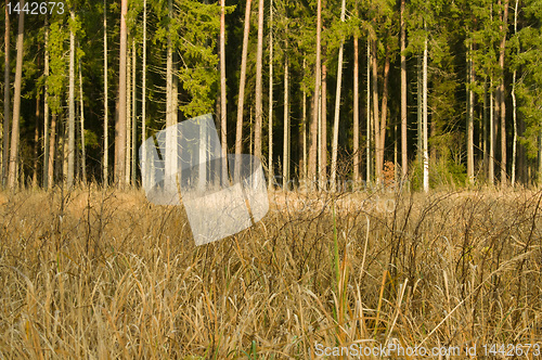 Image of Look at autumn forest at sunny day