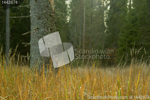 Image of Look at autumn tree strain at day