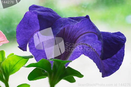 Image of Blossom petunia