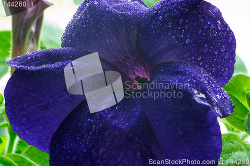 Image of Blossom petunia