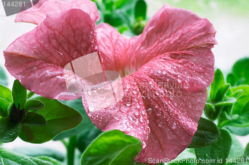 Image of Blossom petunia