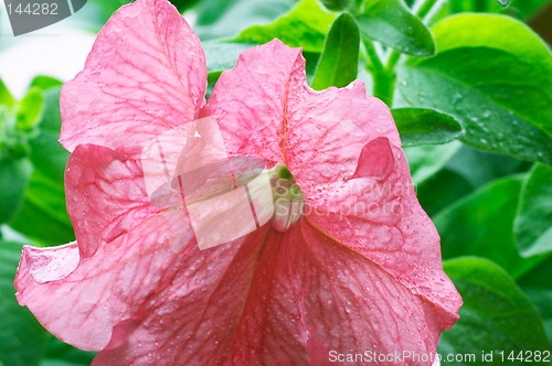 Image of Blossom petunia