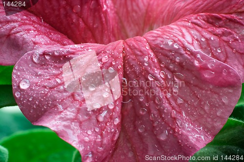 Image of Blossom petunia