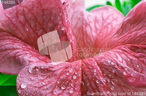 Image of Blossom petunia