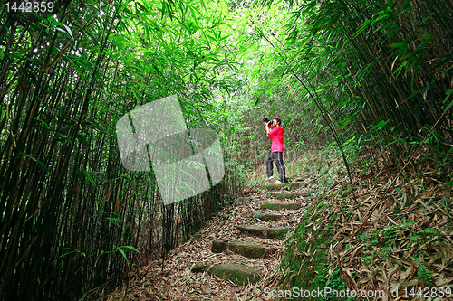 Image of photographer taking photo in bamboo path 