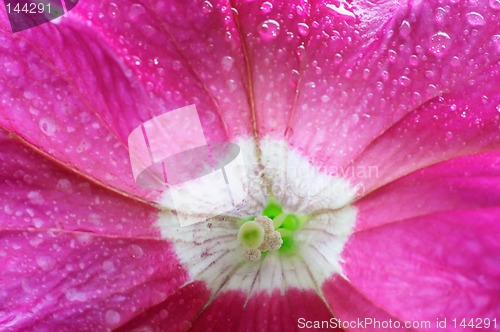 Image of Blossom petunia