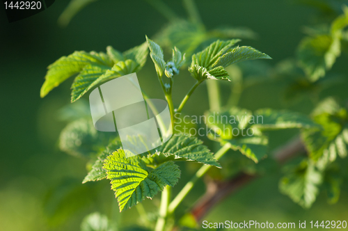 Image of The branch of a raspberry shined by the sun