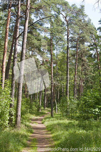 Image of Spring wood